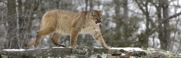 Conservación de los Pumas