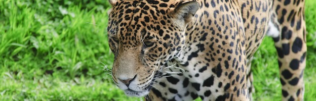 Jaguar Conservation - Feline Facts and Information