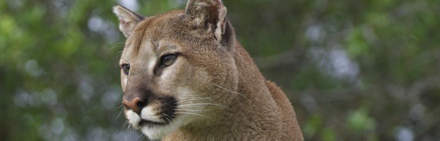 Cougar Evolution and Subspecies