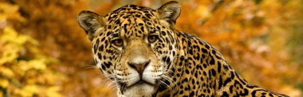 Jaguar Evolution and Variations