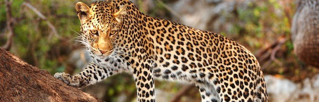 Evolución y Subespecies del Leopardo