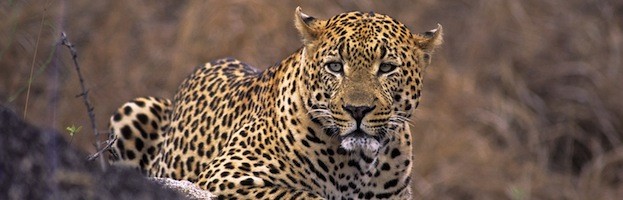 Comportamiento del Leopardo