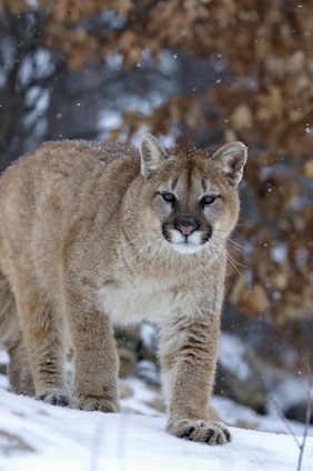 Cougar in snowfall