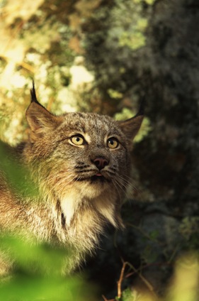 Relevant facts about lynxes