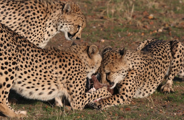 What do cheetahs eat?