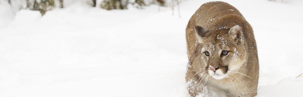 Cougar Feeding