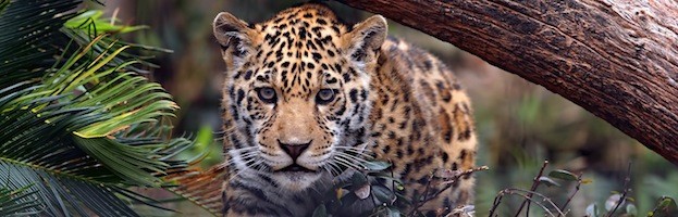 Jaguar Feeding
