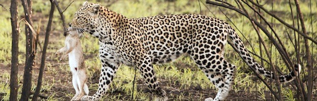 Leopard Feeding