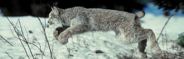 Lynx Feeding
