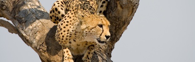 Cheetah Habitat and Distribution