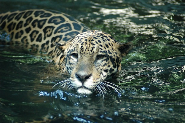 Jaguar habitat and distribution