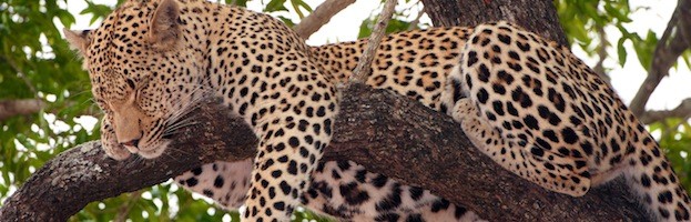 Hábitat y Distribución del Leopardo