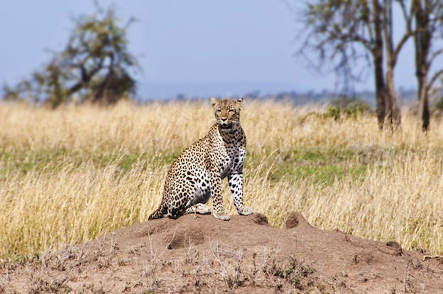 Distribución y hábitat de los leopardos