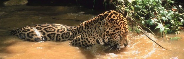 Jaguars and Humans