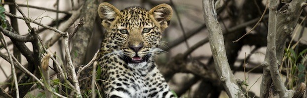 Leopards and Humans