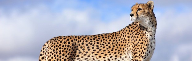 Cheetahs and Humans