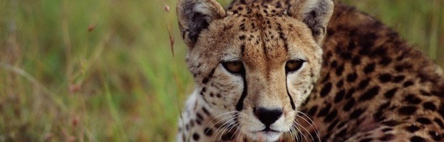 Cheetah Information