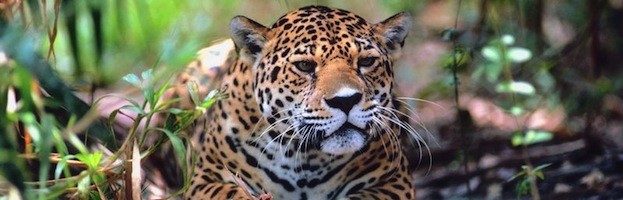 Información sobre el Jaguar