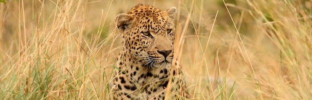 Leopard Information