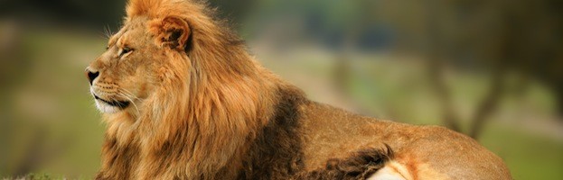 Lion Information