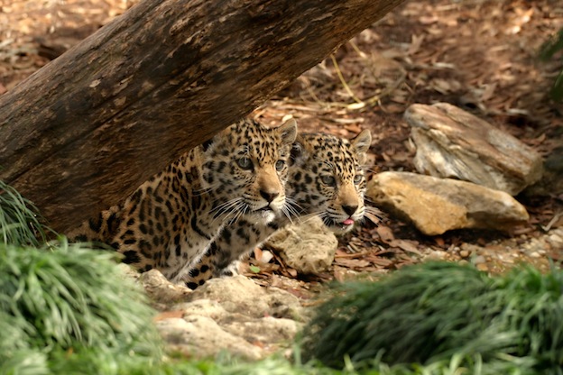 Jaguar Breeding