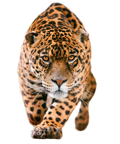 jaguar-top-facts