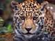jaguares_80_imagen