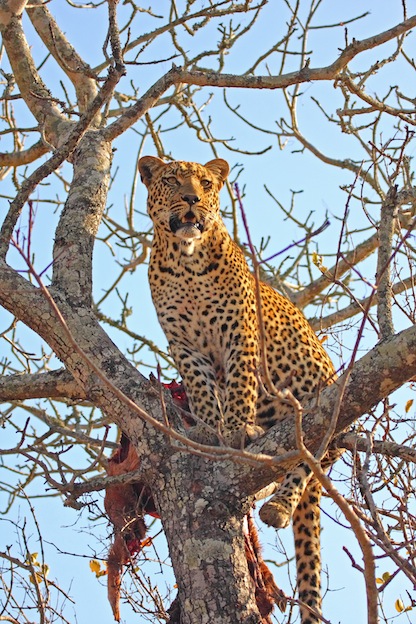 Leopard Eating Habits