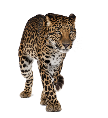 leopardo_imagen_frontal_400