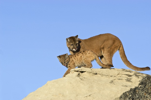 Mountain lion reproduction