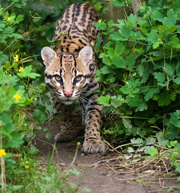 Information about Ocelot
