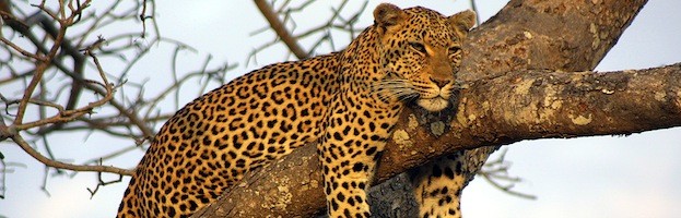 Imágenes de Leopardo
