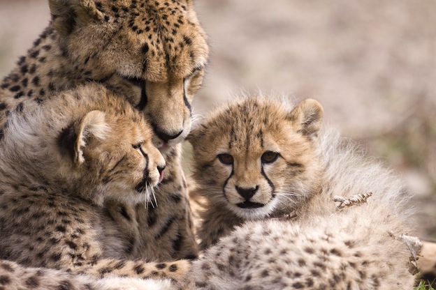 Facts about Cheetah reproduction