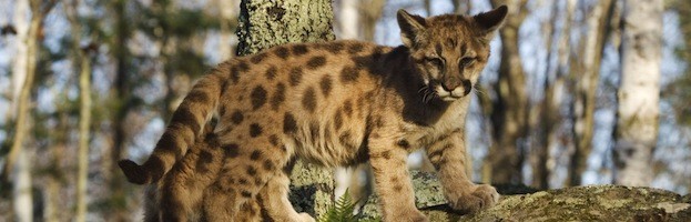 Cougar Reproduction