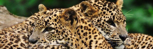 Leopard Reproduction