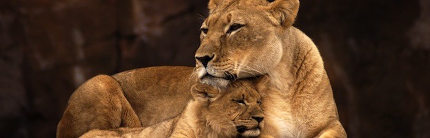 Lion Reproduction