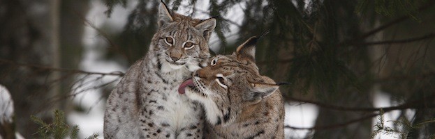 Lynx Species