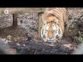 salvar_tigre