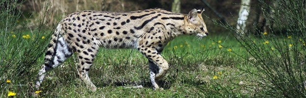 Serval