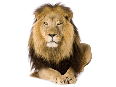 Top Lion Fact