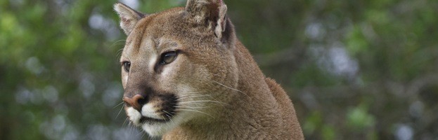 Evolución y Subespecies del Puma