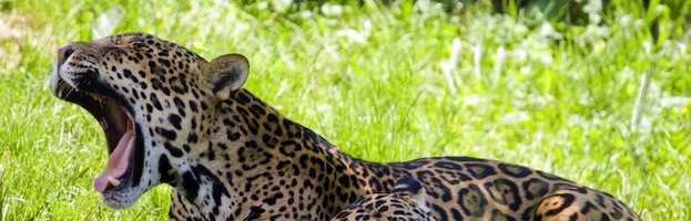 Jaguar Videos