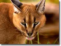 caracal visual