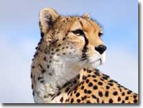 cheetah visual