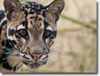 clouded leopard visual
