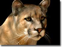 cougar visual