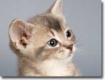 domestic cat visual