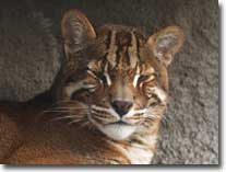 golden cat visual