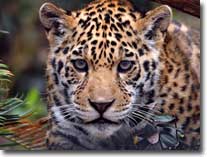 jaguar visual