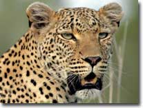 leopard visual